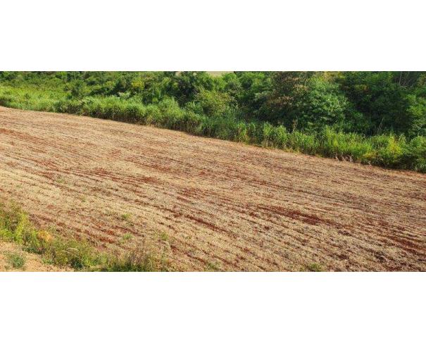 Foto de Lote 10 - Maringá - PR - Rural - Área de Terras