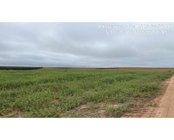 Foto de Lote 5 - Novo São Joaquim - MT - Fazenda com 3.627,6545 ha
