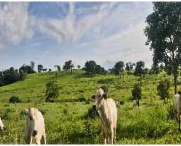 Foto de Cumari - GO - Imóvel Rural