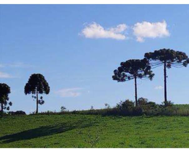 Foto de Cerro Negro - SC - Área Rural