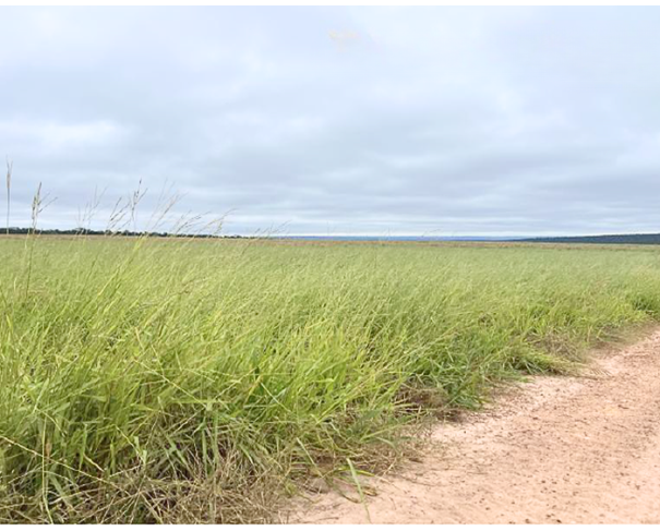 Foto de Lote 4 - Novo São Joaquim - MT - Fazenda com 3.627,6545 ha