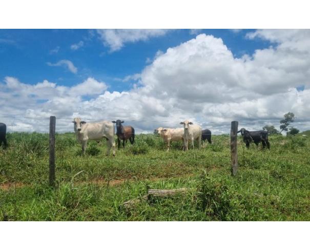 Foto de Lote 1 - Jussara - GO - zona rural - Fazenda