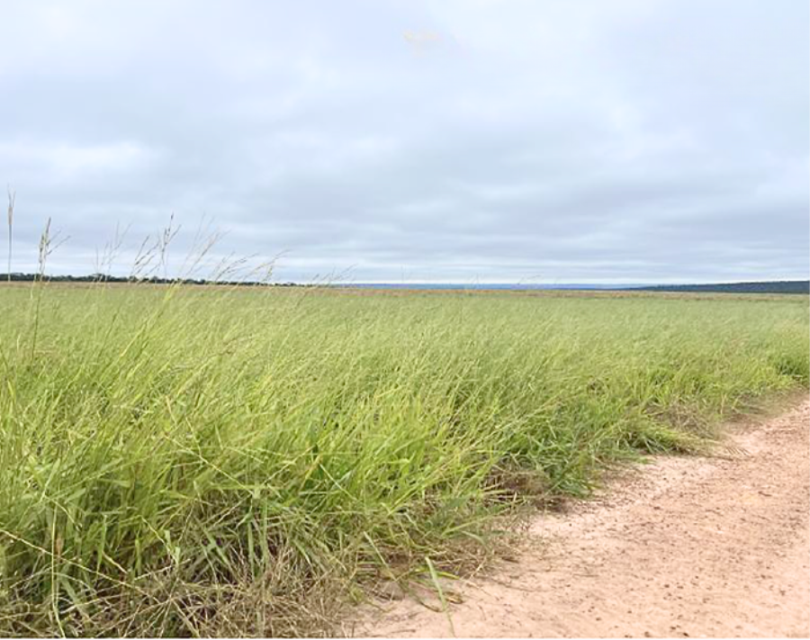 Lote 4 - Novo São Joaquim - MT - Fazenda com 3.627,6545 ha Imóveis Comerciais - Santander - E266, localizado em Novo São Joaquim - MT
